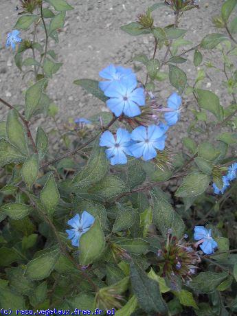 Ceratostigma willmottianum 