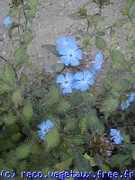 Ceratostigma willmottianum 