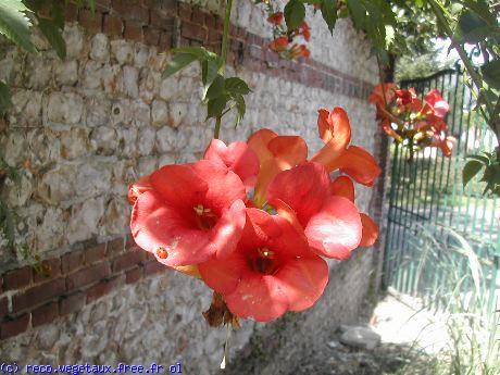 Campsis grandiflora 