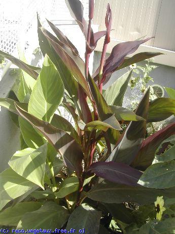 Canna indica 