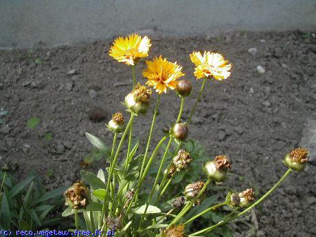 Coreopsis grandiflora 'Goldstar'