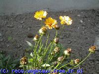 Coreopsis grandiflora 'Goldstar'