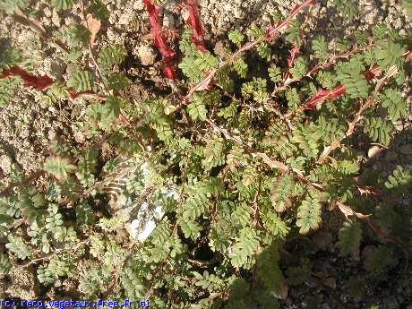 Rosa sericea 'Pteracantha'