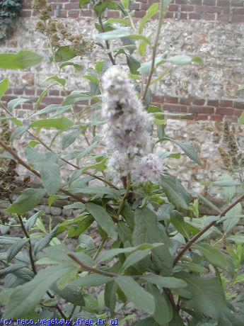 Spiraea x billardii 