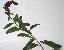 Spiraea x billardii 