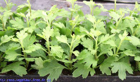 Chrysanthemum hybride 'Oghana orange'