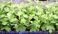 Chrysanthemum hybride 'Oghana orange'