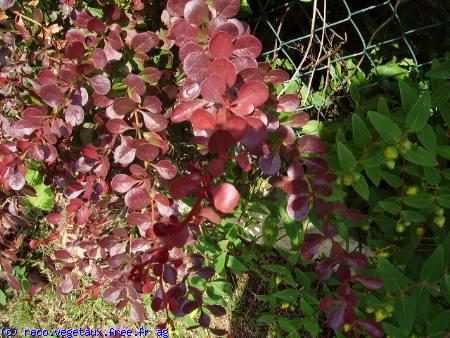 Berberis thunbergii 'Atropurpurea'