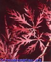 Acer palmatum 'Dissectum garnet'