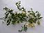 Colutea arborescens 