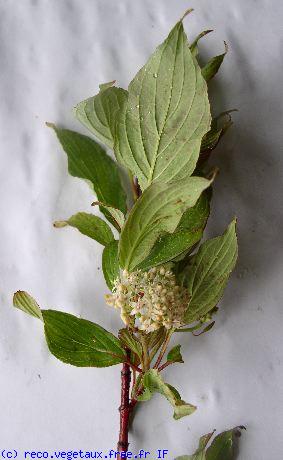 Cornus alba 'Sibirica'