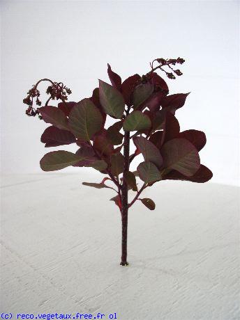 Cotinus coggygria 'Royal purple'