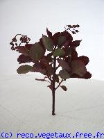 Cotinus coggygria 'Royal purple'