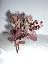 Cotinus coggygria 'Royal purple'