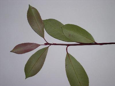 Photinia x fraseri 'Red robin'