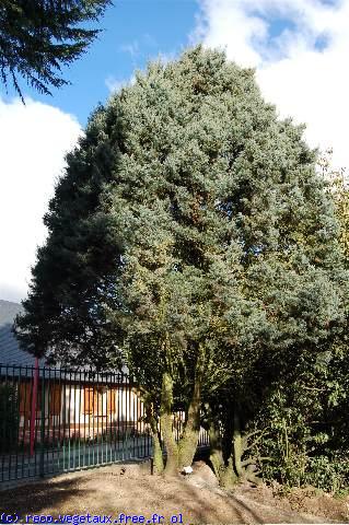 Cupressus arizonica 'Conica'