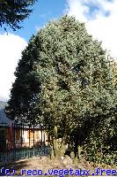 Cupressus arizonica 'Conica'