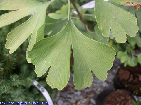 Ginkgo biloba 