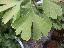 Ginkgo biloba 