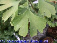 Ginkgo biloba 