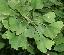 Ginkgo biloba 