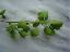 Ginkgo biloba 