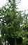 Ginkgo biloba 