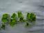 Ginkgo biloba 