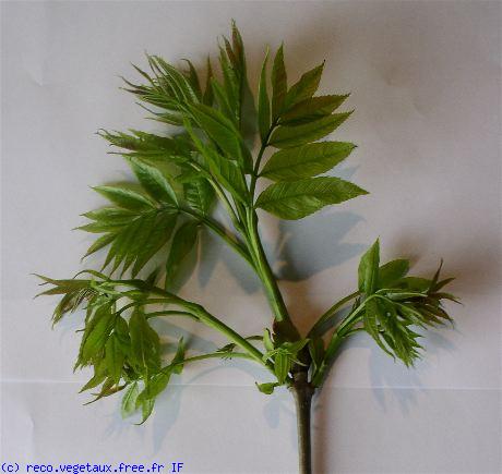 Fraxinus excelsior 