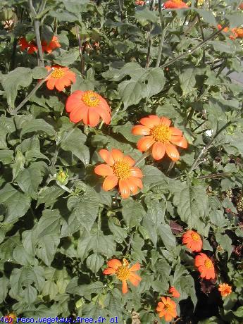 Tithonia  rotundifolia 'Torch'