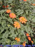 Tithonia  rotundifolia 'Torch'