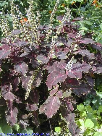 Coleus x 