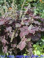 Coleus x 