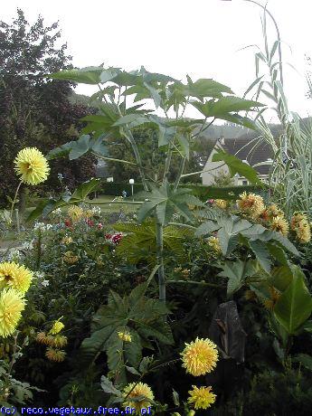 Ricinus carmincita 