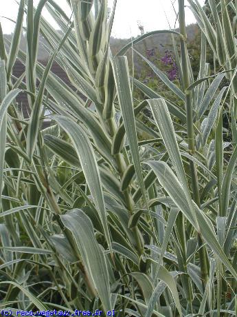 Arundo donax 'Variegata'