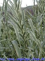 Arundo donax 'Variegata'