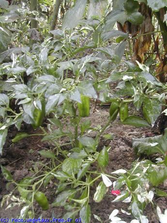 Capsicum x 'Variegata'