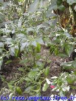 Capsicum x 'Variegata'