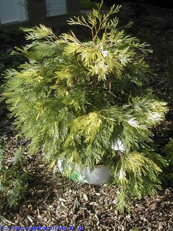 Calocedrus decurrens 'Aureo variegata'