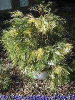 Calocedrus decurrens 'Aureo variegata'