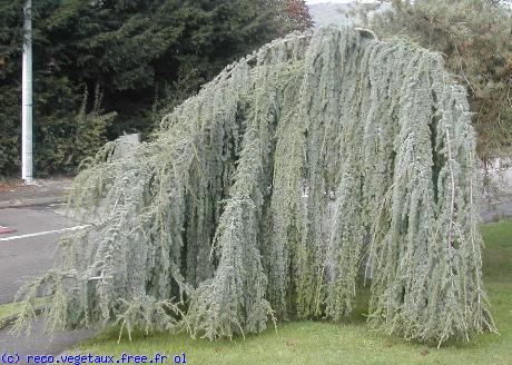 Cedrus atlantica 'Pendula glauca'