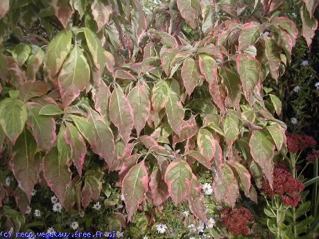 Cornus controversa 'Daybreak'