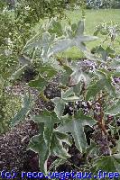 Liquidambar styraciflua 'Variegata'