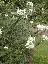 Cleome spinosa 