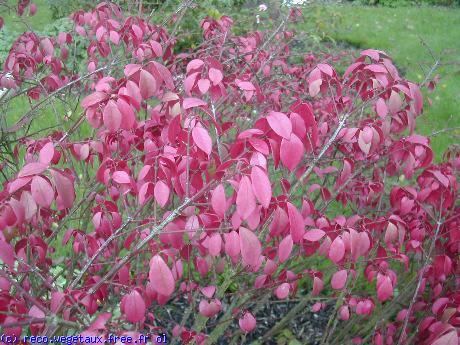 Euonymus oxyphyllus 