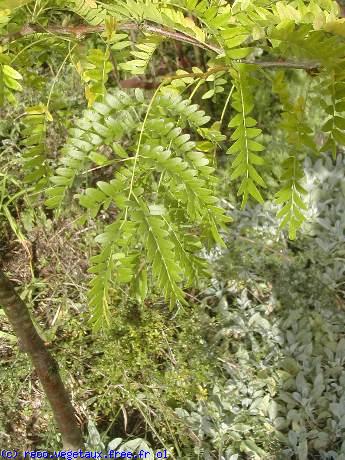 Gleditsia triacanthos 'sunburst'