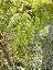 Gleditsia triacanthos 'sunburst'