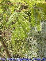 Gleditsia triacanthos 'sunburst'