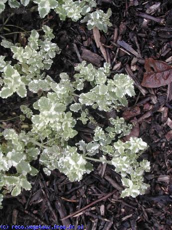 Mentha officinals 'Variegata'