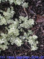 Mentha officinals 'Variegata'